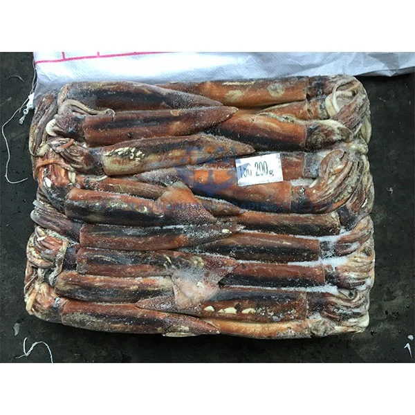 
Seafood Frozen Jigger Illex Squid 
