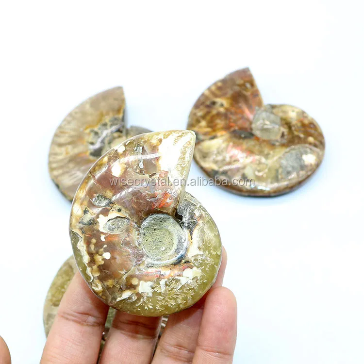 Wholesale natural Rainbow Ammonite Conch Fossils