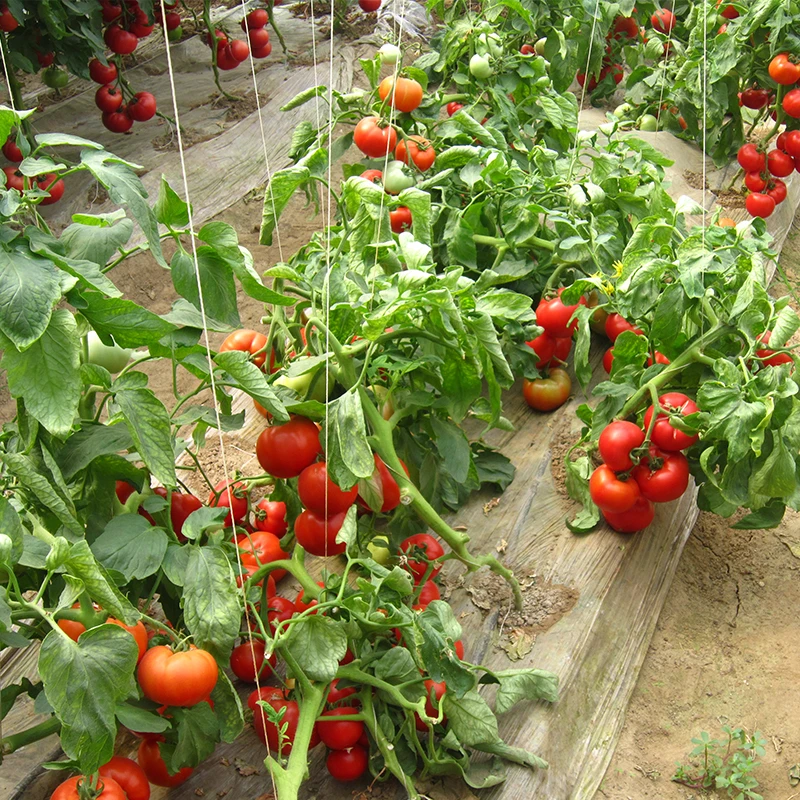 Лучшее качество семян томатов для более быстрого прорастания семян