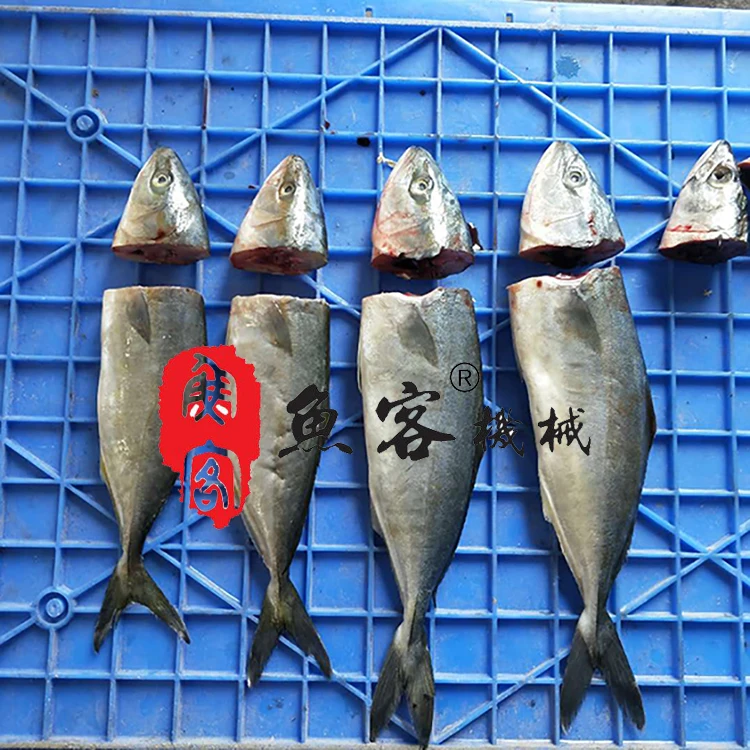 Tilapia Fish Cutting Machine Electric Cod Saury Head Cutter for sale in usa Auto fish processing machine