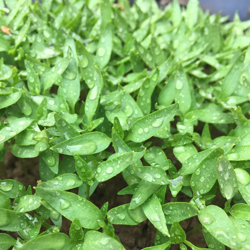 2021 Fresh Vegetable Seeds Bell Pepper Seeds Price