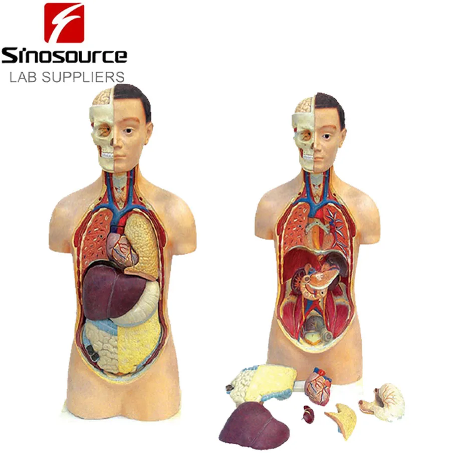 Unisex Human Torso Model Medical Anatomical Teaching Anatomy ED3301-5
