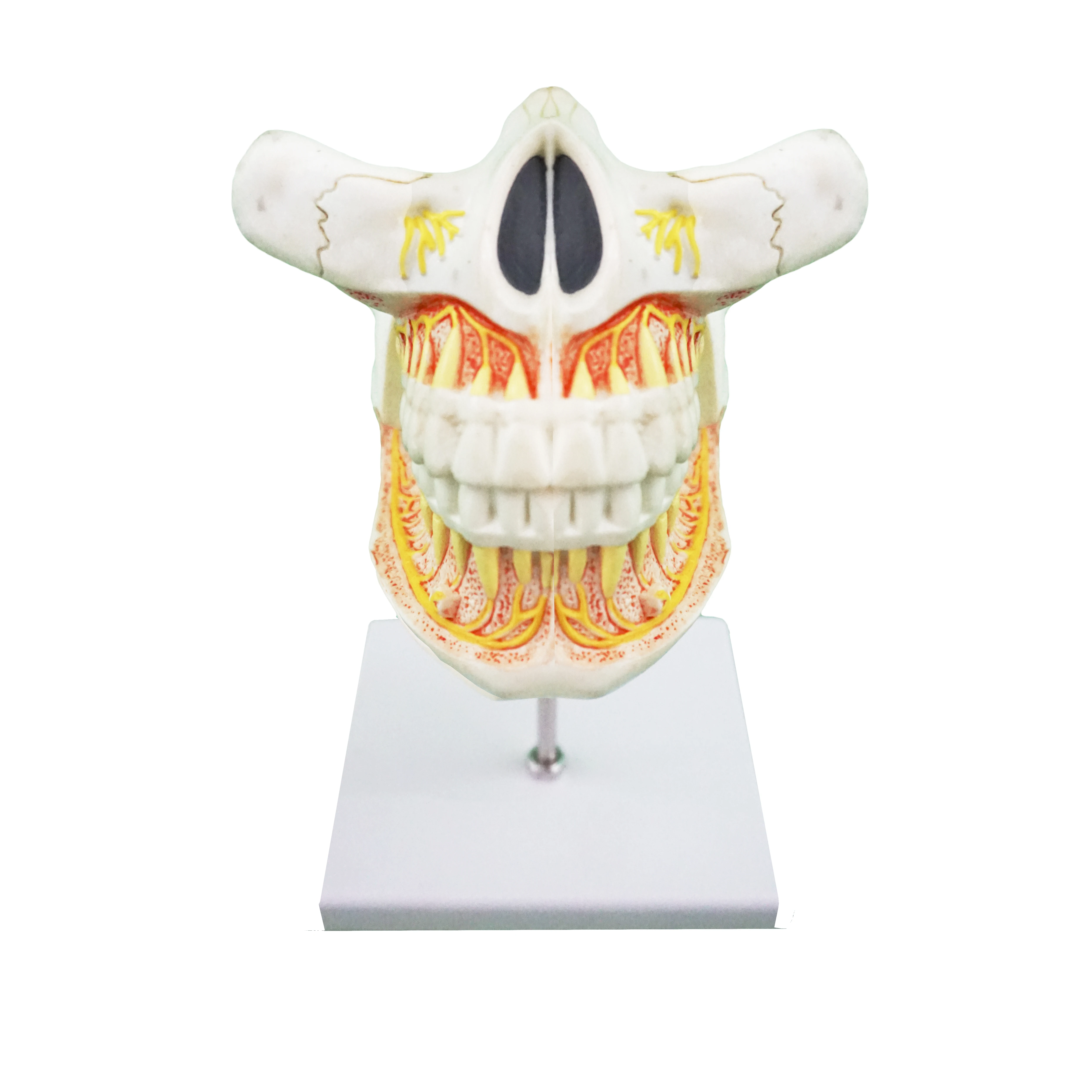 Enlarged Dental Adult(permanent) Teeth Anatomy Structure Model