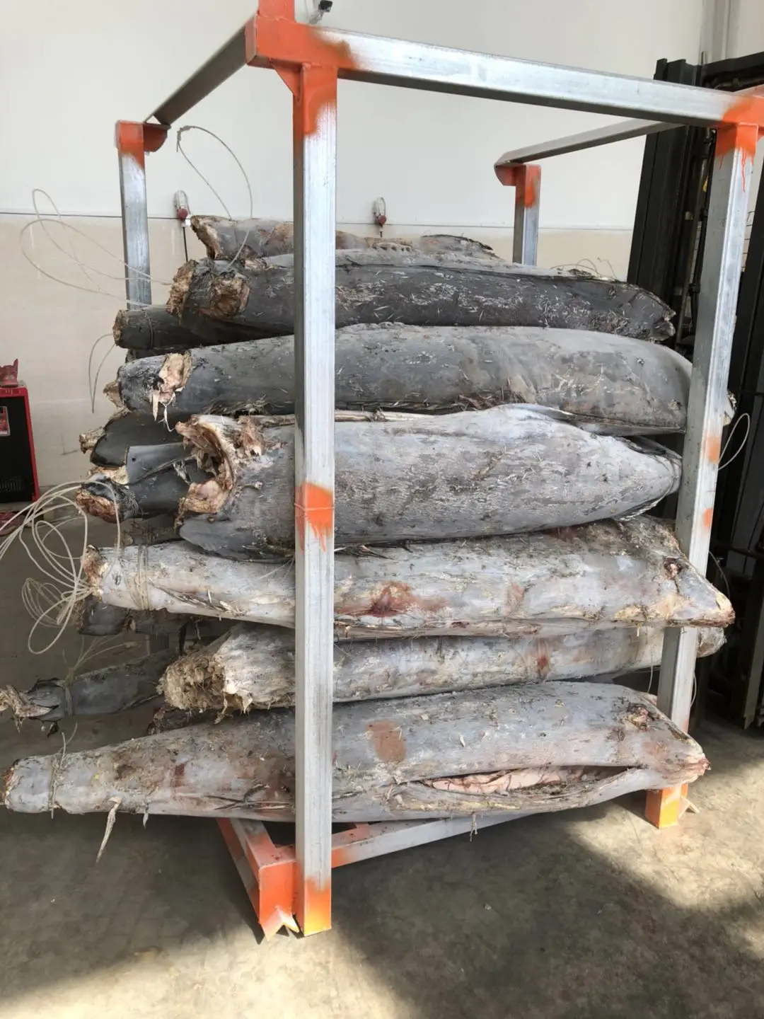 Best Quality 30KG+ HGT Frozen Sail Fish