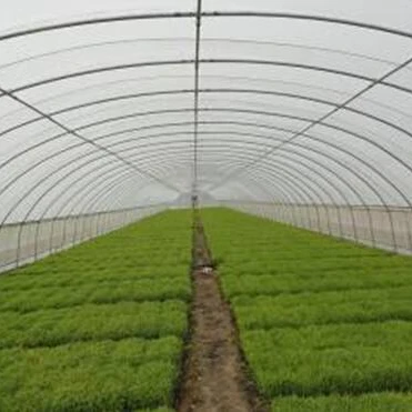 UV Treated Plastic Film  for Greenhouse used