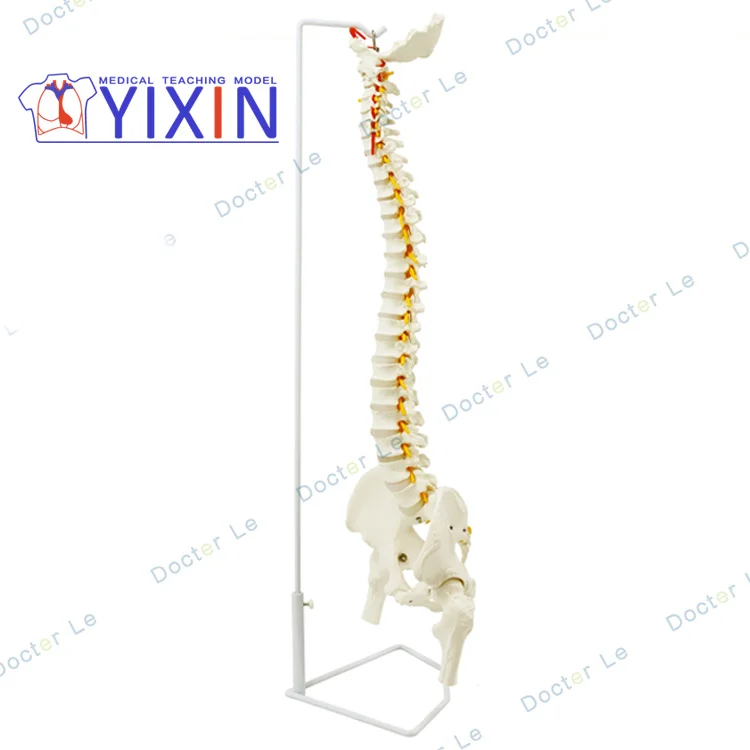 
Human spine model 1:1 orthopedic spine cervical vertebrae lumbar vertebrae human skeleton model spine model 