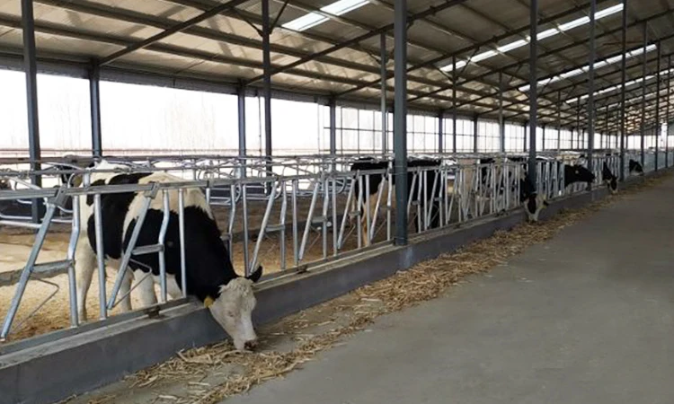 Dairy farm milking parlor cow free stall loops saudi arabia