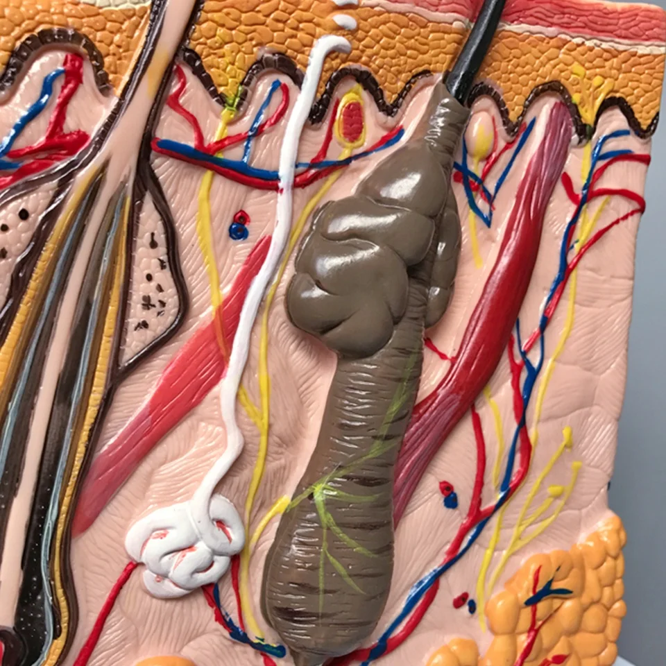 New arrival Plastic Human Skin teaching Models For School Supplies for sale 	skin anatomical model