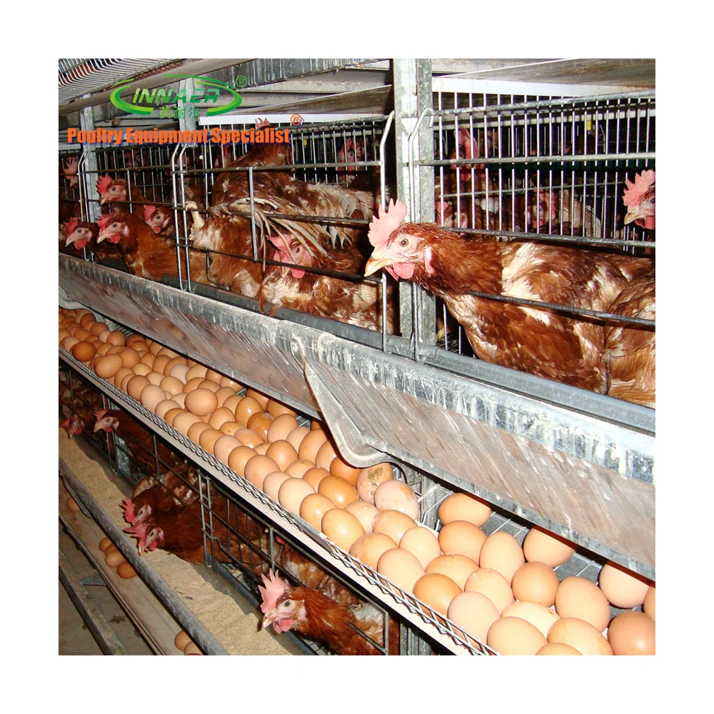 Автоматическая куриная клетка для куриной фермы
