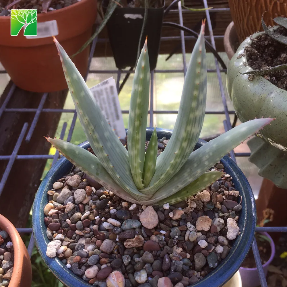 30-60cm height Sand Aloe succulent plants Aloe hereroensis