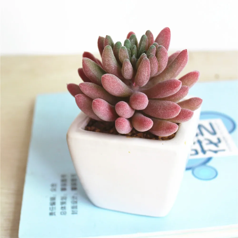 Mini Natural Real Decorative Artificial Succulent Plants