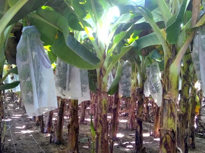 anti-UV pp spunbond nonwoven fruit protection bags for banana cover