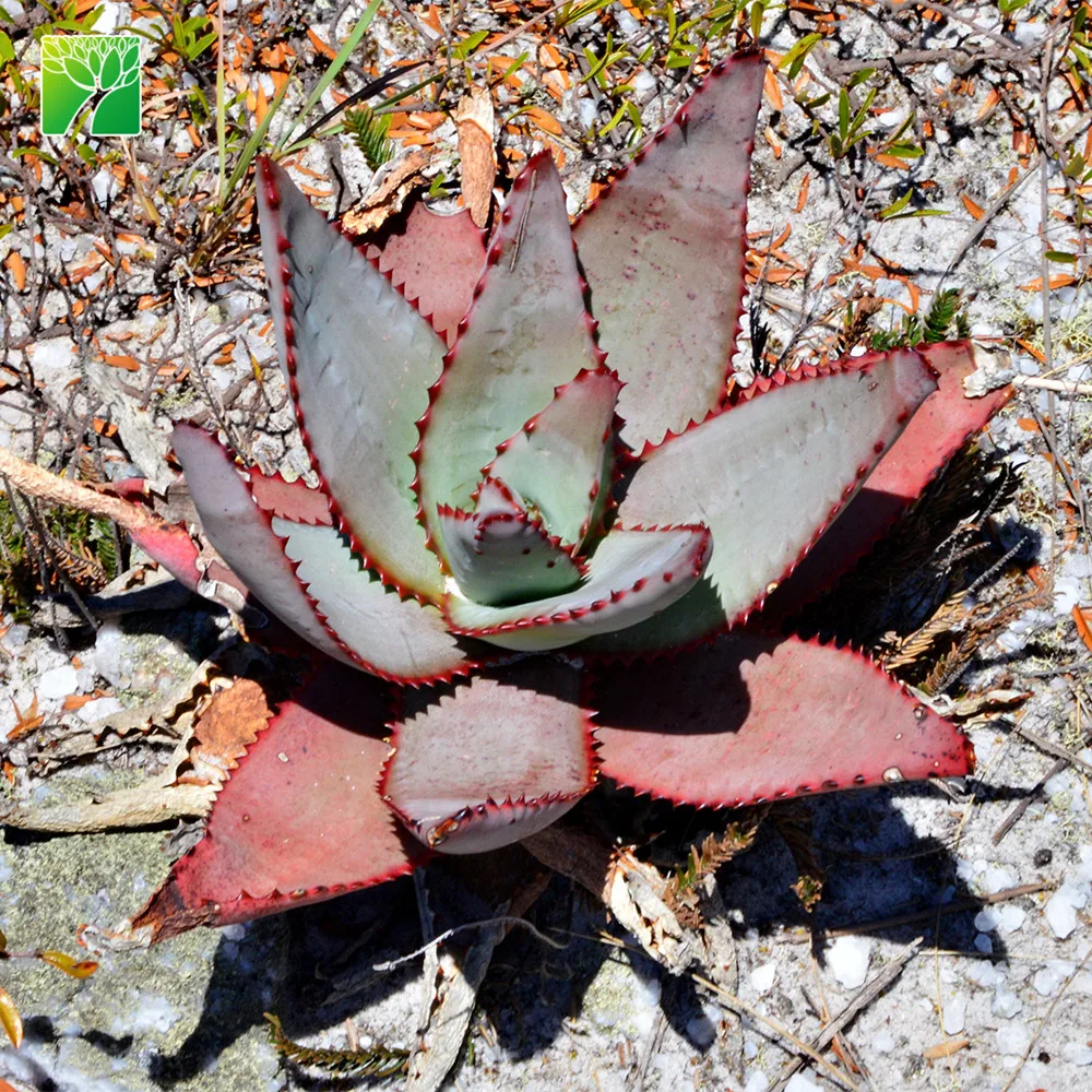Low water needs natural plant succulent Aloe capitata