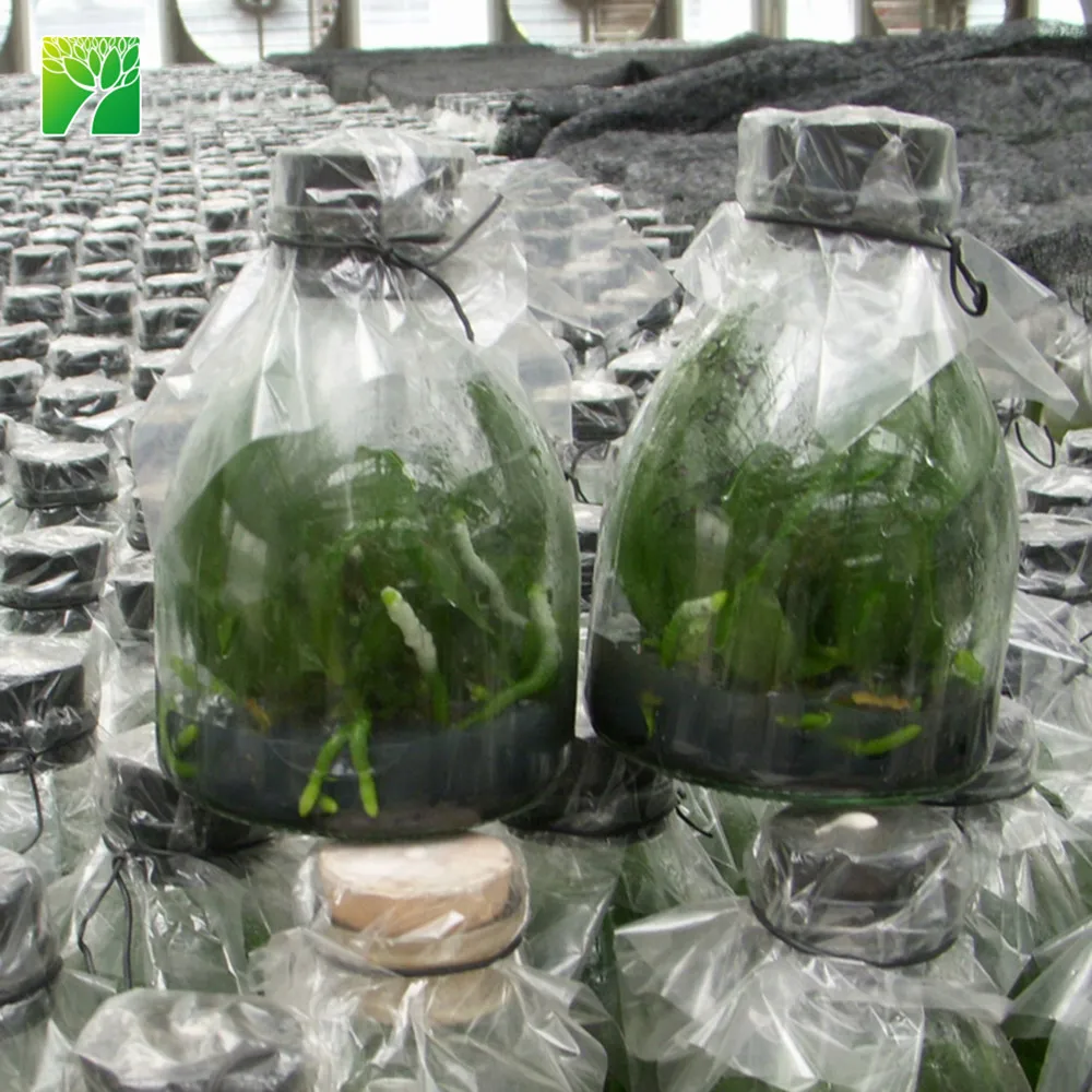 Горячая Распродажа, красивые розовые цветочные рассады, орхидеи фаленопсис