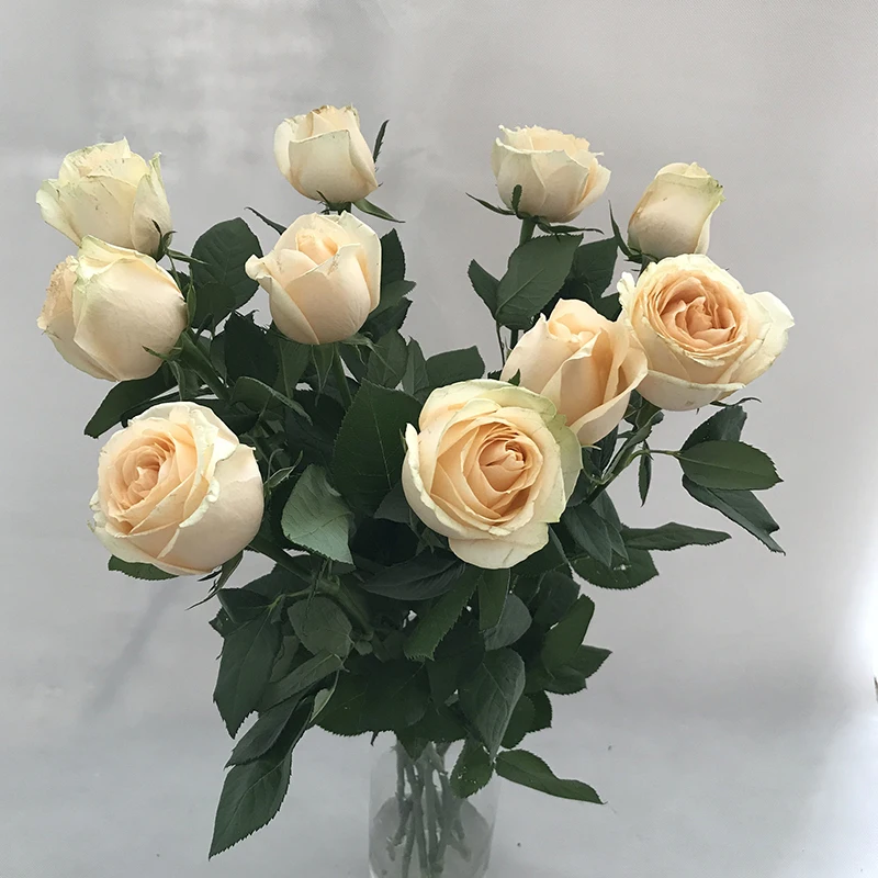 
online flower delivery wholesale fresh flowers online birthday champagne color rose 