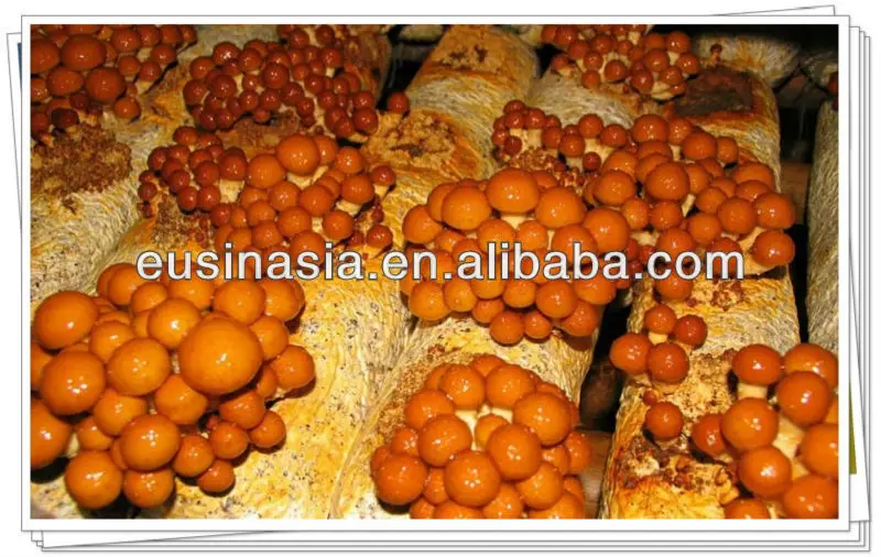 
2019 New Crop Nameko Mushroom in Brine in Drum 