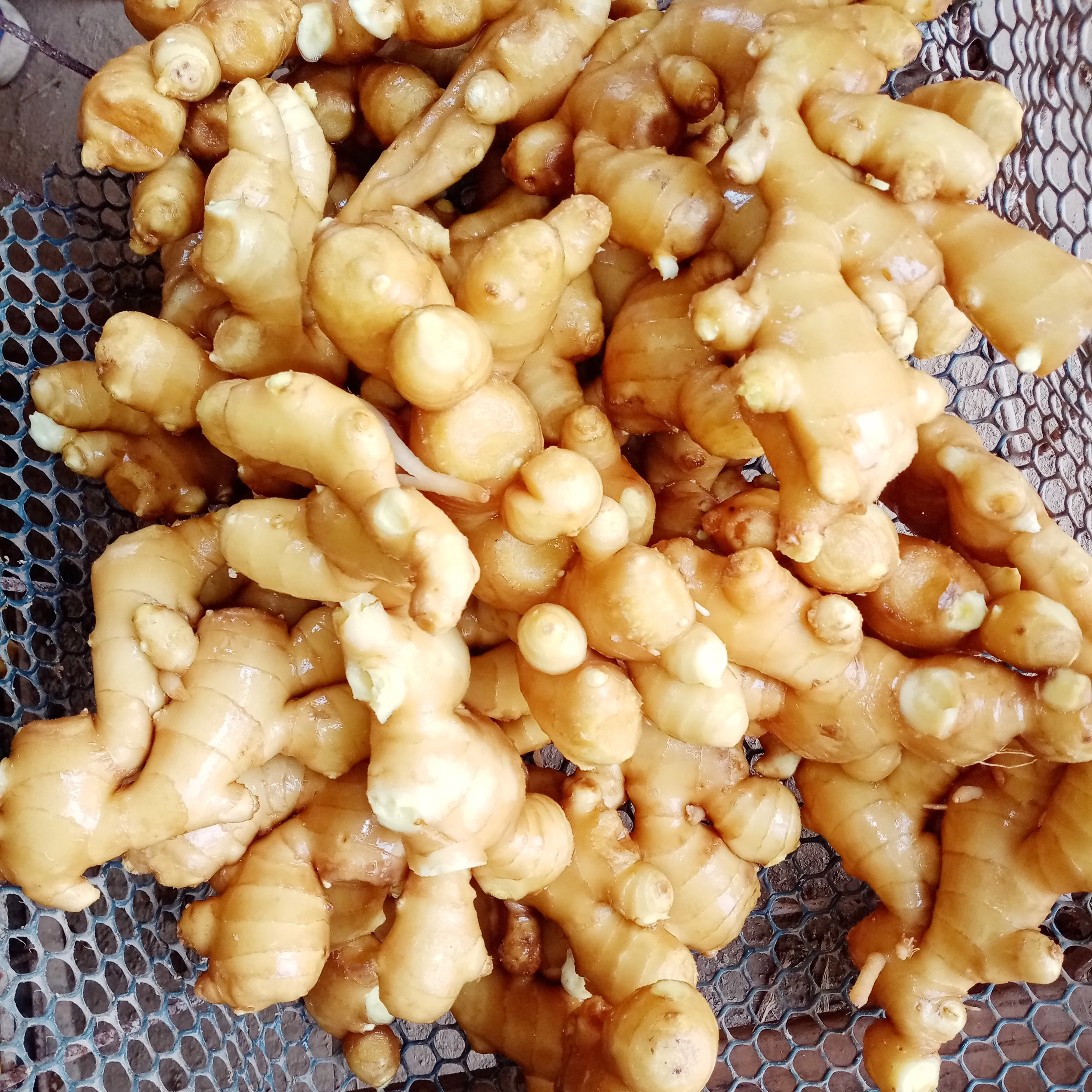 import ginger 2019 fresh ginger market price