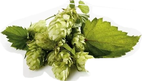 fast shipped  hops and lupulin extract powder hops extract powder beer hops extract