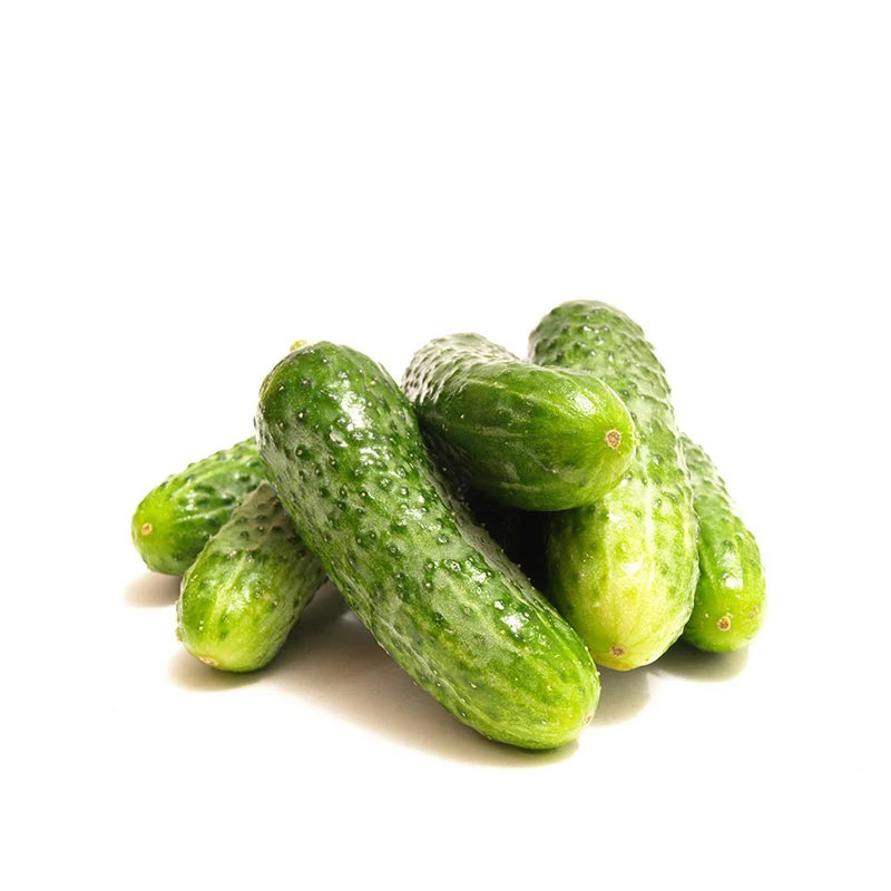 Качественные высококачественные гибридные зеленые семена огурца из Китая