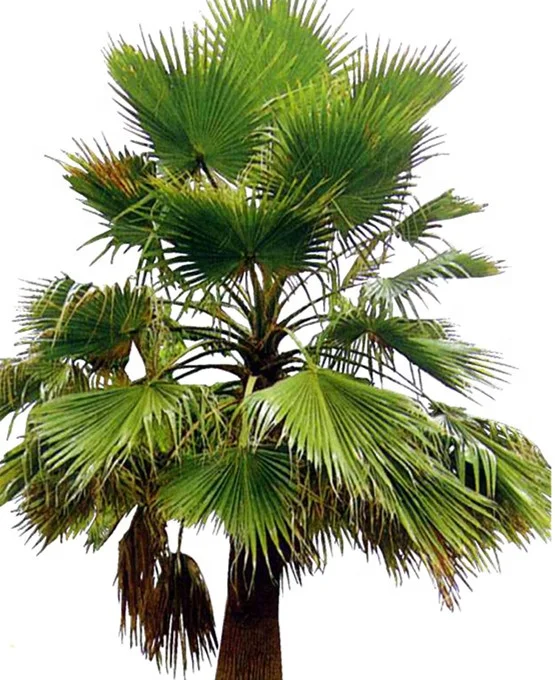 
Large perennial Landscape trees Bismarckia nobilis 