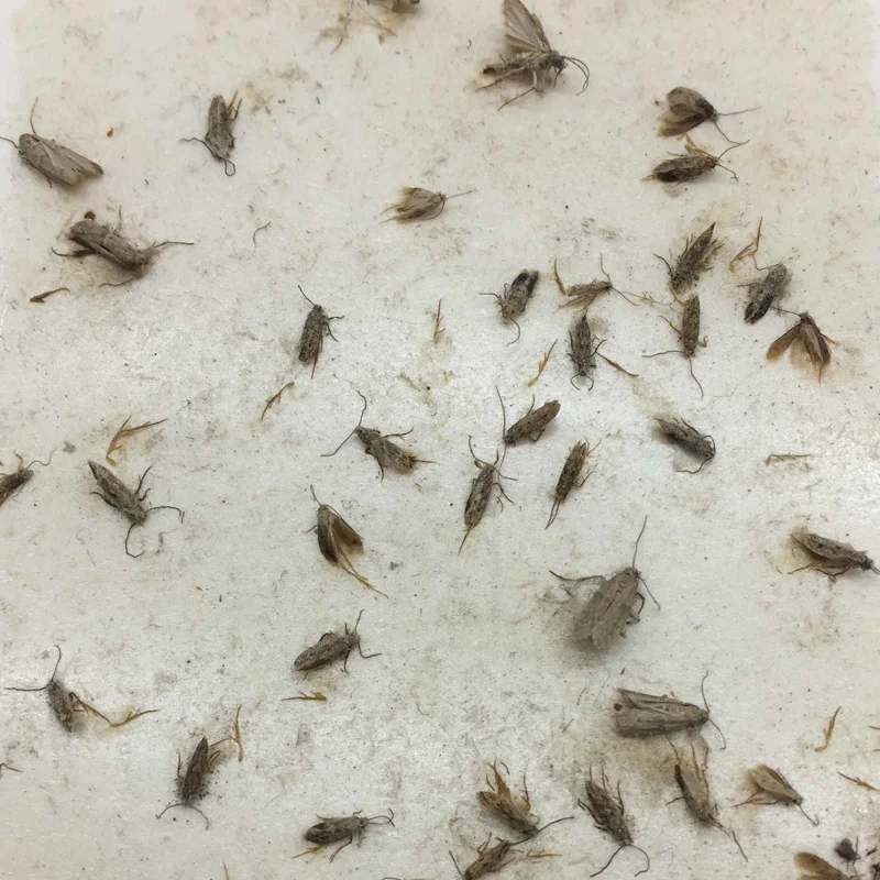 Моли коробка сеть-ловушка для общих и casemaking одежда моли с вешалкой