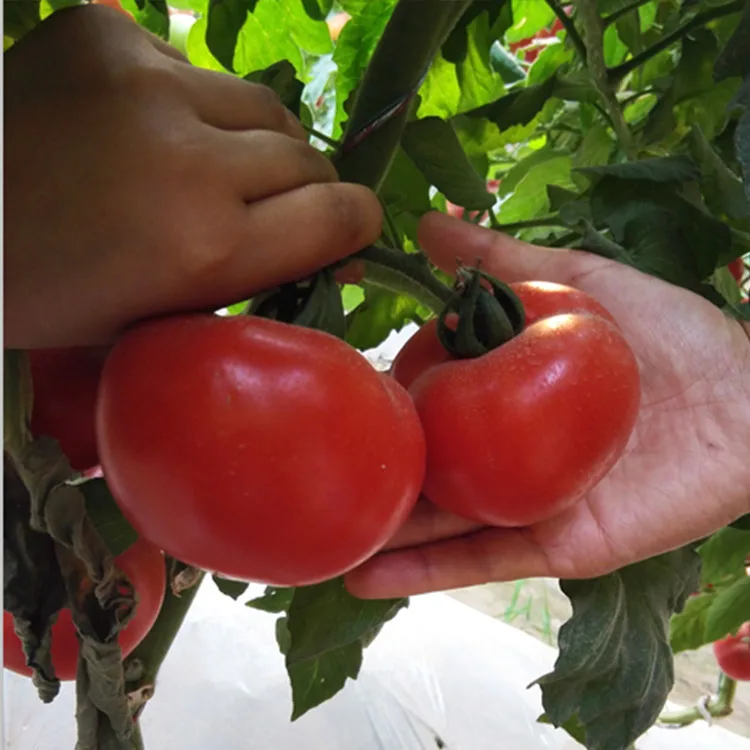 Семена китайского овоща высокий выход семена гибридного помидора