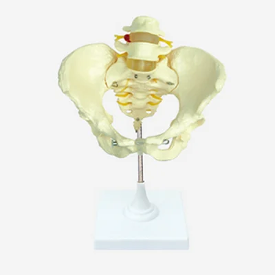 GELSONLAB HSBM-113 High Quality PVC Teaching Female Pelvis Model