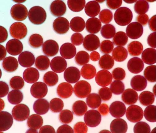 
SOYOUNG supply natural 1% astaxanthin powder food grade astaxanthin raw material astaxanthin haematococcus pluvialis 