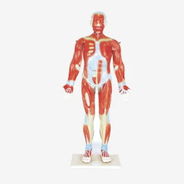 GelsonLab HSBM-150 Human Muscle Anatomy Model Human male muscular model