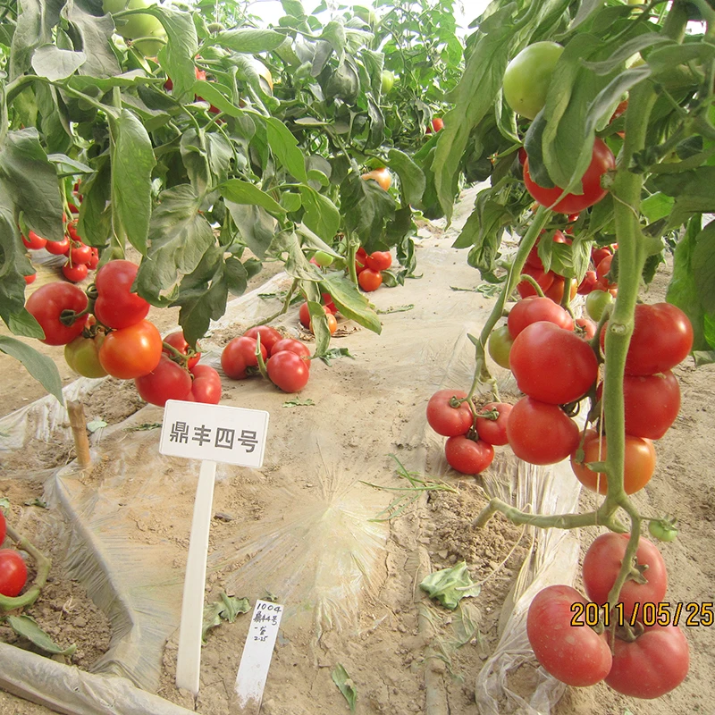 Определите тип роста посадки хорошее качество семян овощей