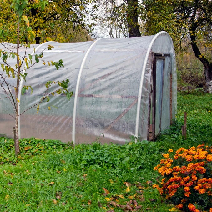 
Chinese style winter sunlight solar greenhouse for sale 