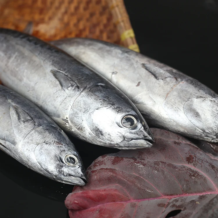 
2020 new frozen skipjack tuna fish with good price 