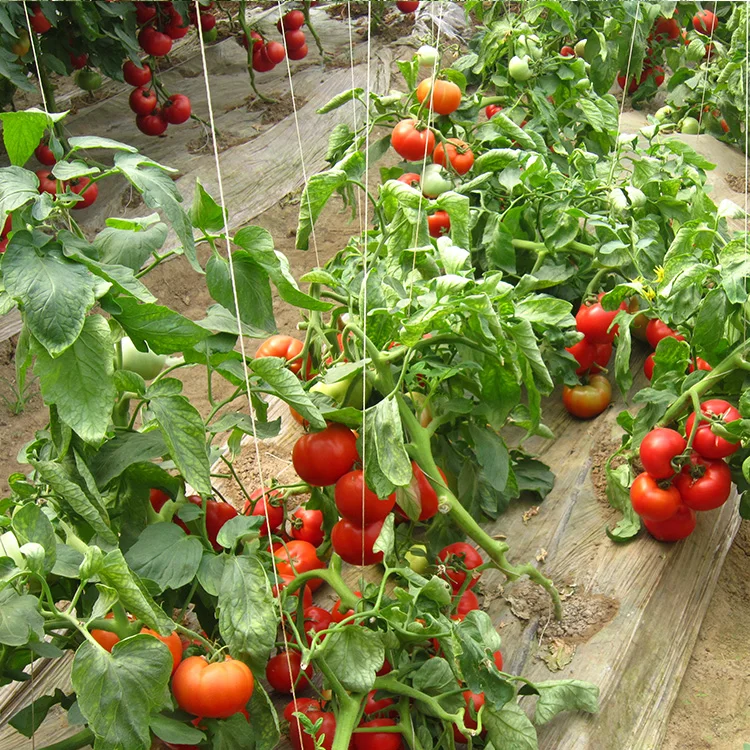 Поставка хорошее качество семена гибридного помидора