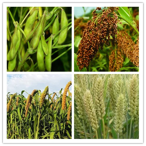 
Weedicide Herbicide Glyphosate Roundup 41%SL 95%TC 