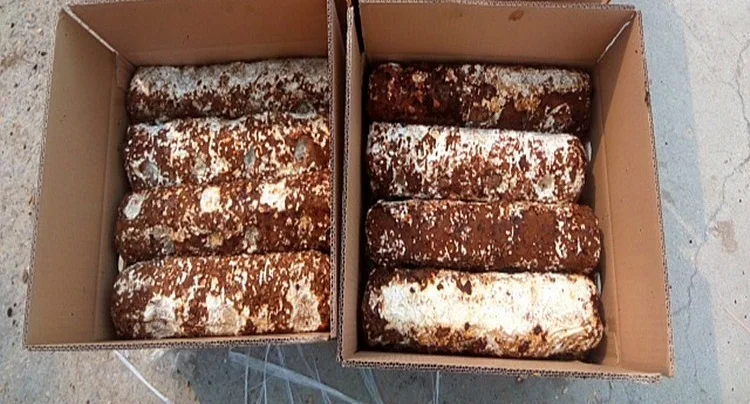 New technology small bowl shiitake mushroom growing kits