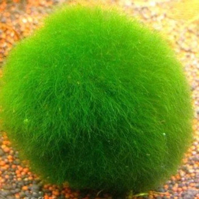 Лучшая цена оптовая продажа оптом хлорелла вулгарис порошок