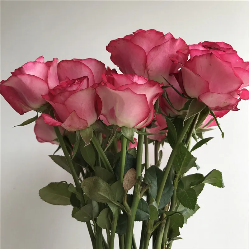 
2019 mail order flowers wholesale fresh flowers wedding red rose cut flowers 