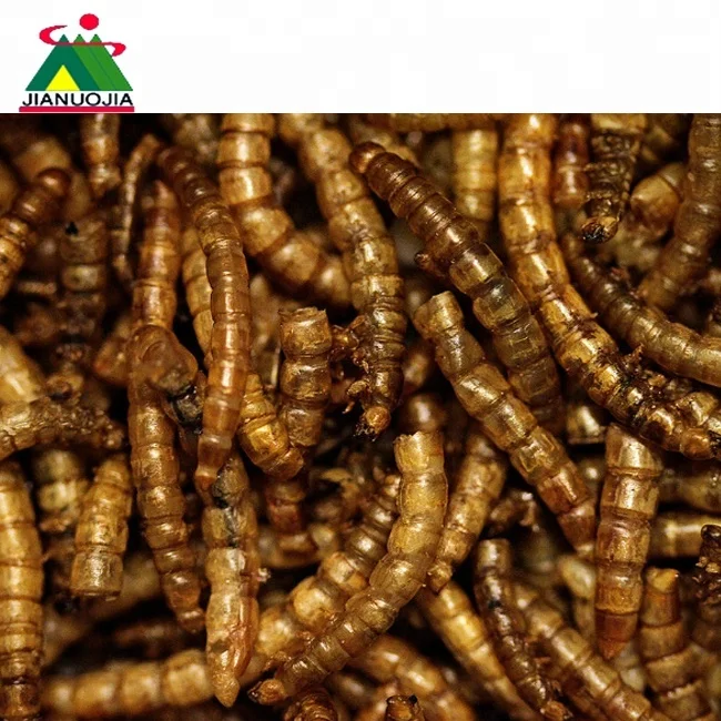 mealworm farm provide dried mealworms so delicioucs, so crunchy, so delectable for your bird