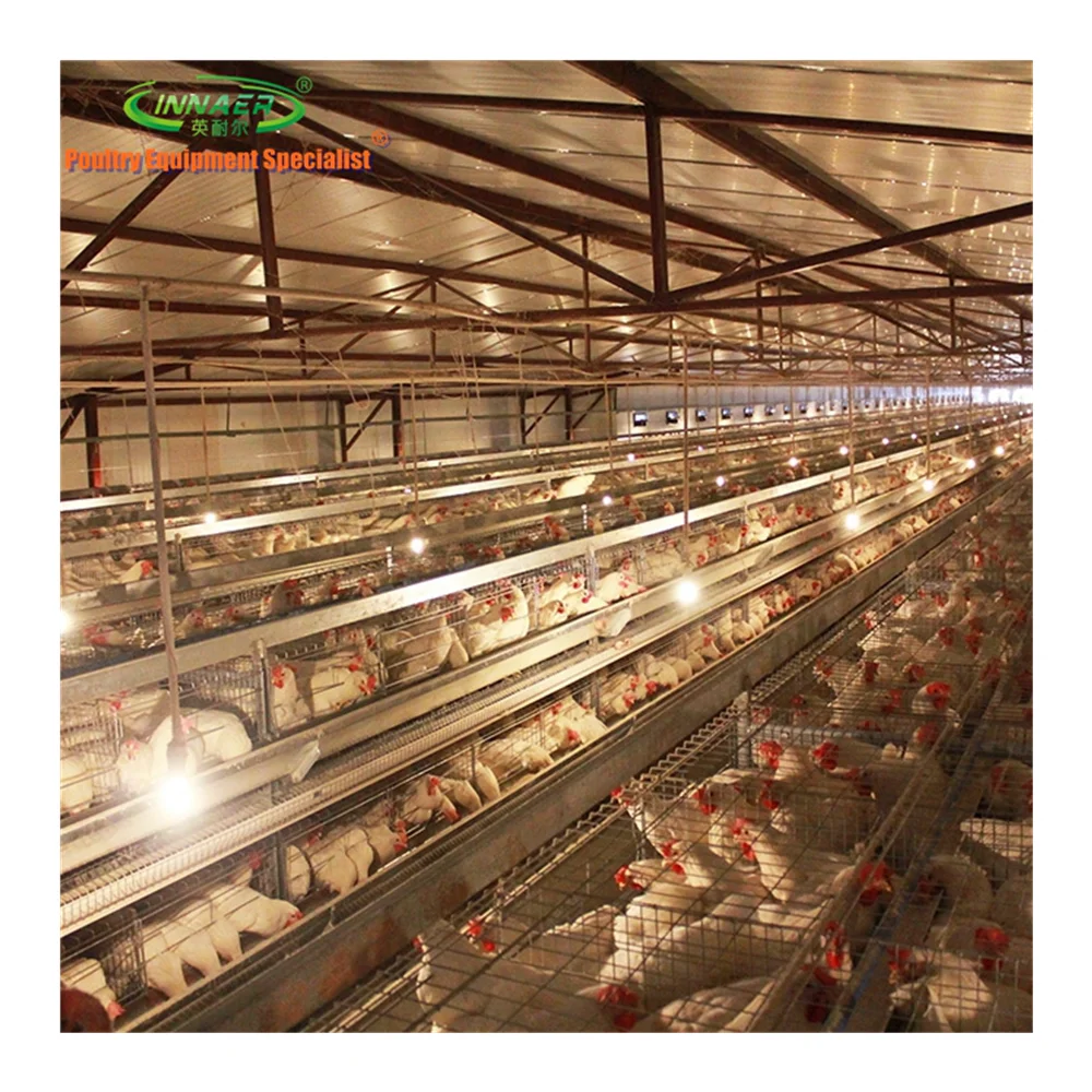 Куриное мясо птицы батарея клетка для кур-несушек