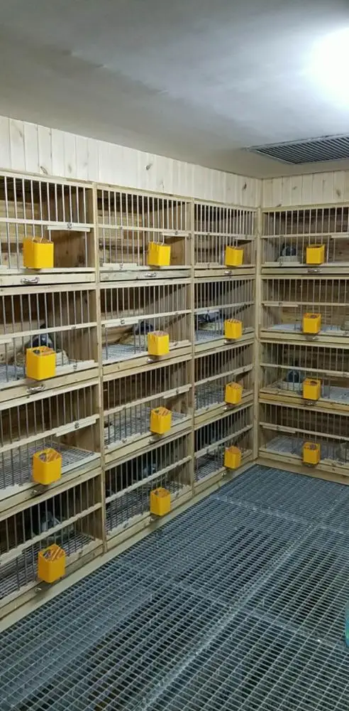 Different Design and Size Automatic Plastic Pigeon Water Feeder