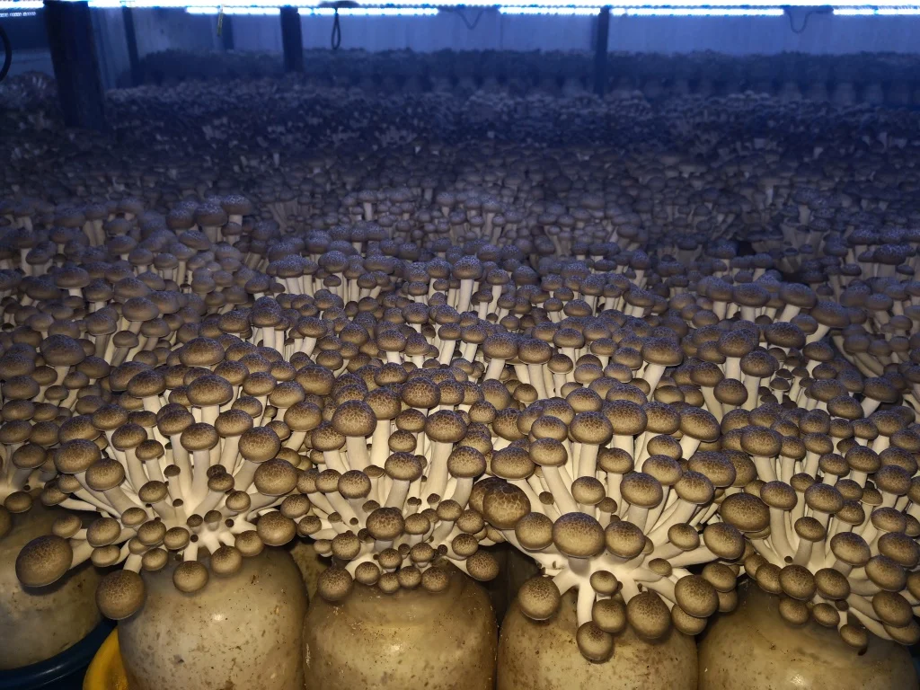 
2019 Finc fresh health benefits brown beech mushroom 