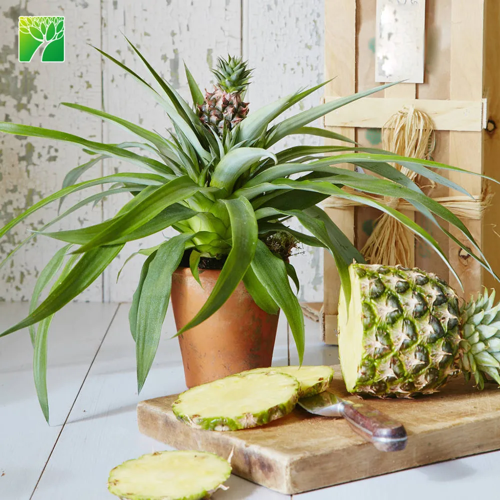 Завод Поставка фермы эксклюзивный свежий в помещении с изображением ананаса