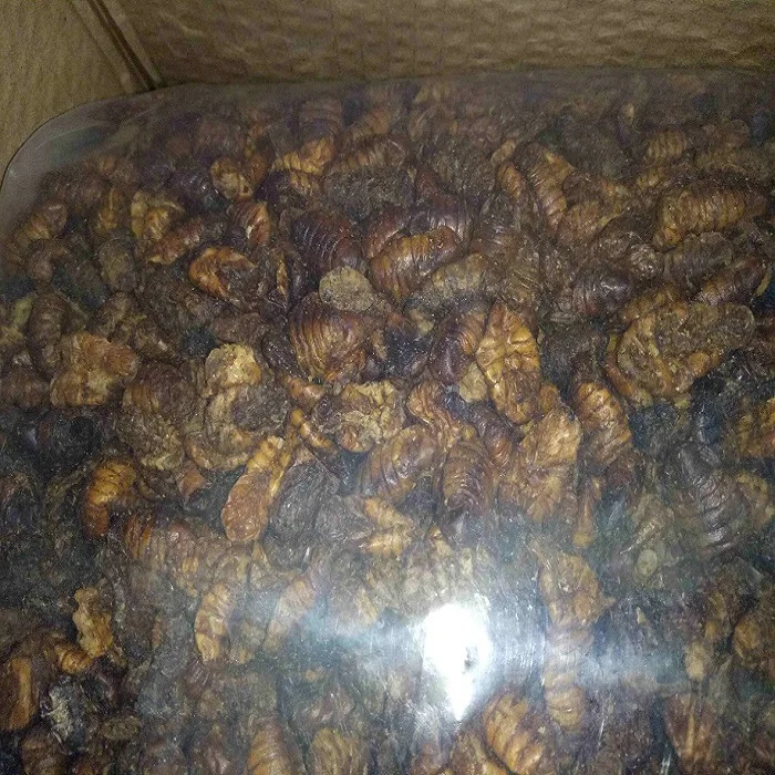 Dried Silkworm Pupae Silkworm for Animal Feed