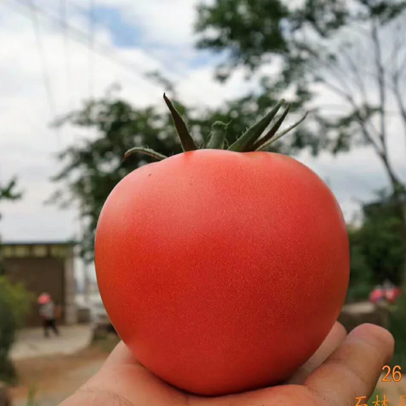 Оптовая компания поставляя высокие гибридные розовые семена томата