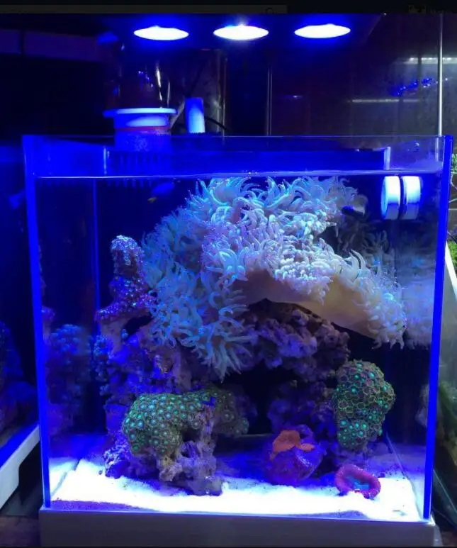 
Marine Dimmable Lighting Aquarium Light for Coral Reef 
