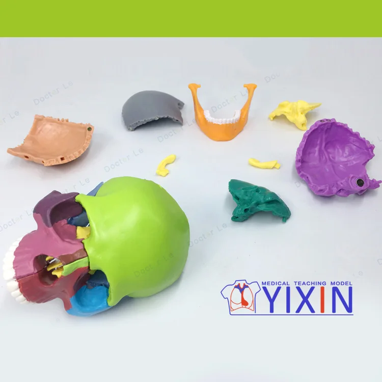 
4D Miniskull Assembly Skull Model Color Human 15 Component Model Separation 