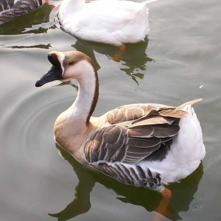 
Washed Grey Goose Down 95% Lion Head Goose 