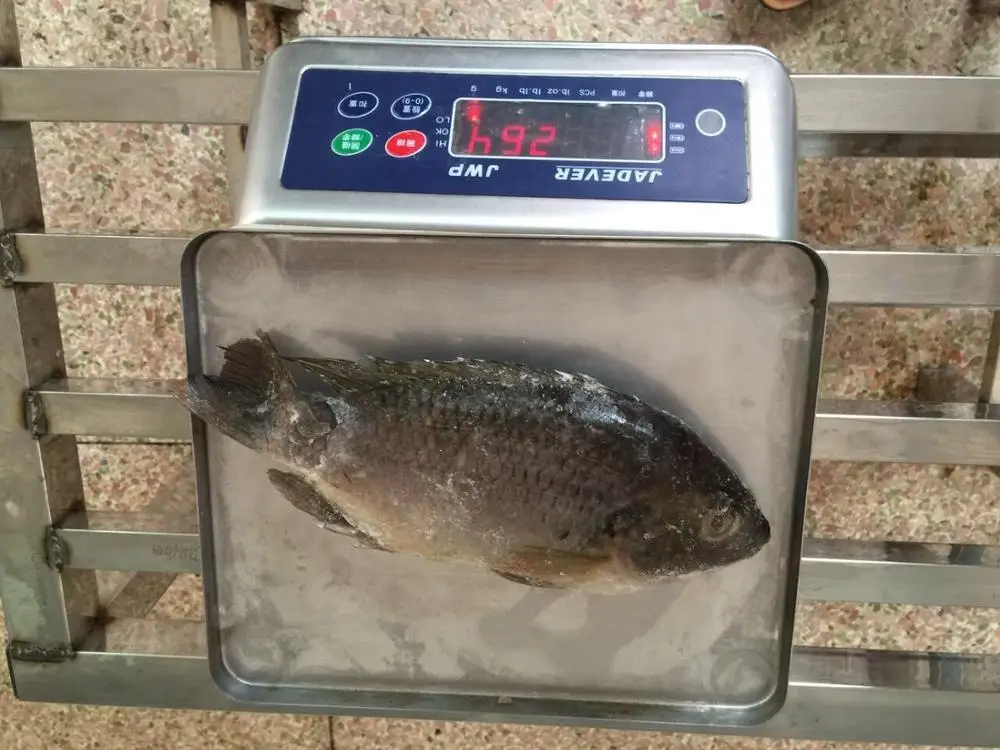 Frozen Tilapia Fish for Africa Market