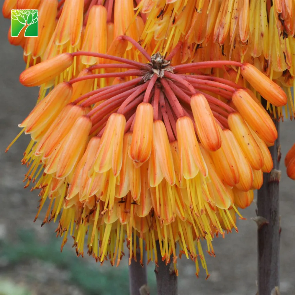 Low water needs natural plant succulent Aloe capitata
