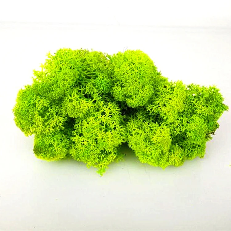 
500g Big Package Preserved Moss Wholesale From China Use To Make Moss Wall 